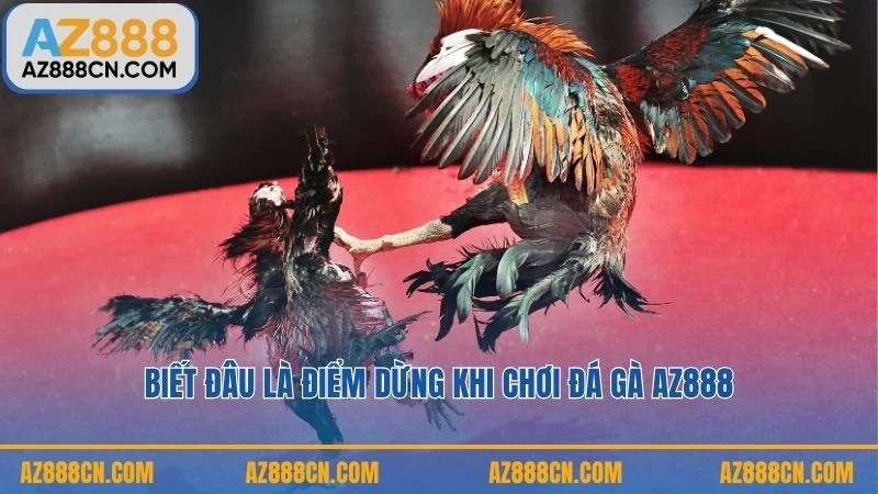 Biết đâu là điểm dừng khi chơi đá gà AZ888