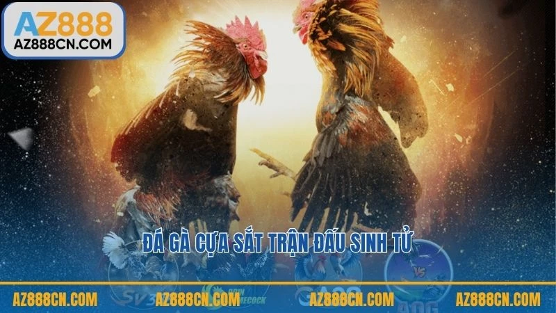 Đá gà cựa sắt trận đấu sinh tử
